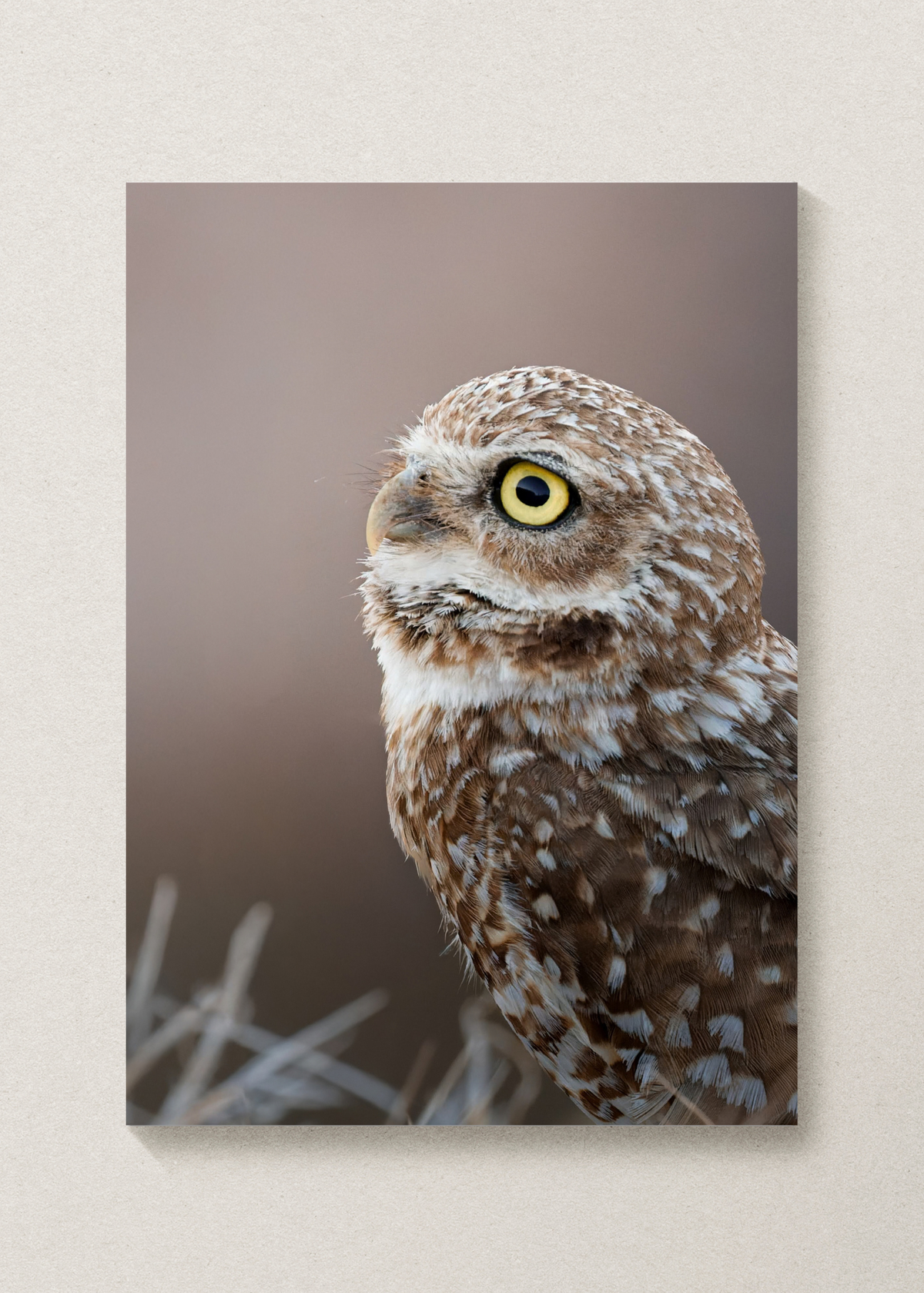 Burrowing Owl Portrait Print