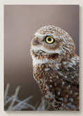 Burrowing Owl Portrait Print
