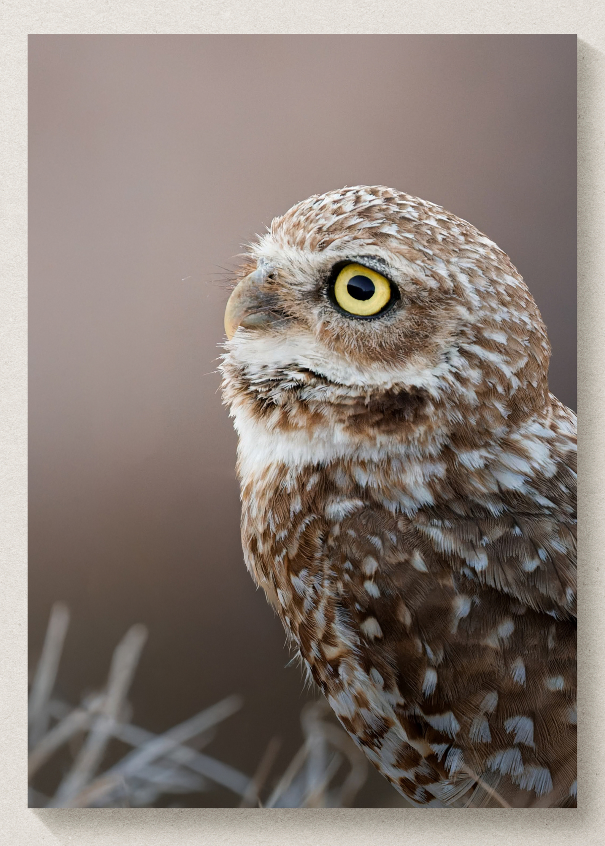 Burrowing Owl Portrait Print