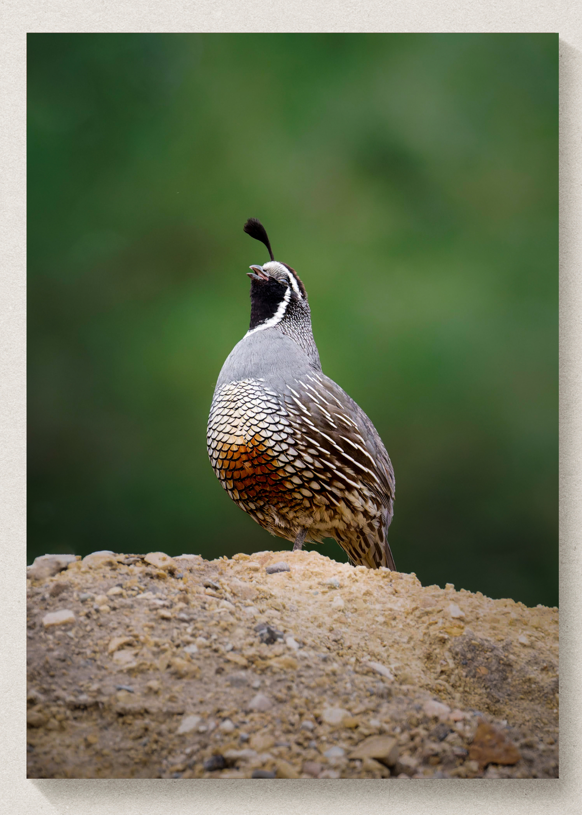Cutie Quail Print