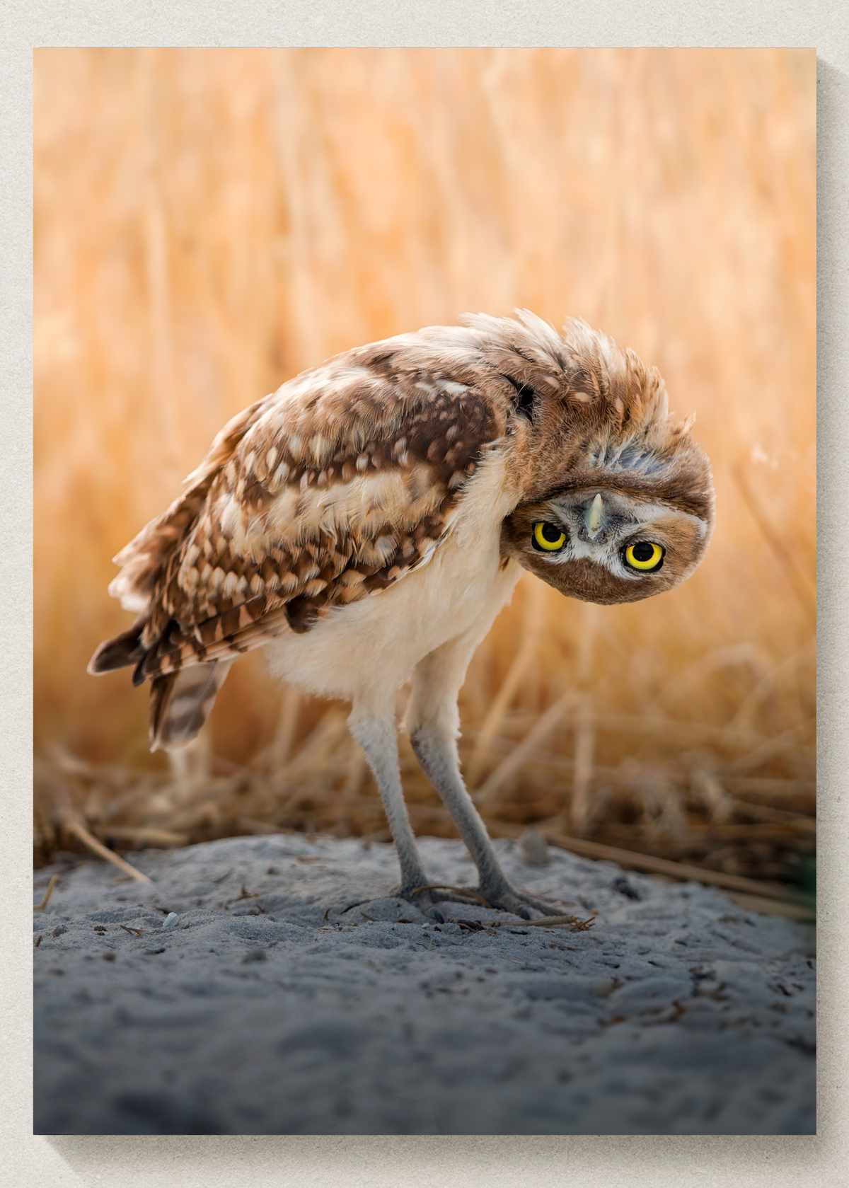 Burrowing Owl Print