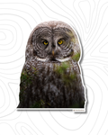 Great Gray Owl Sticker