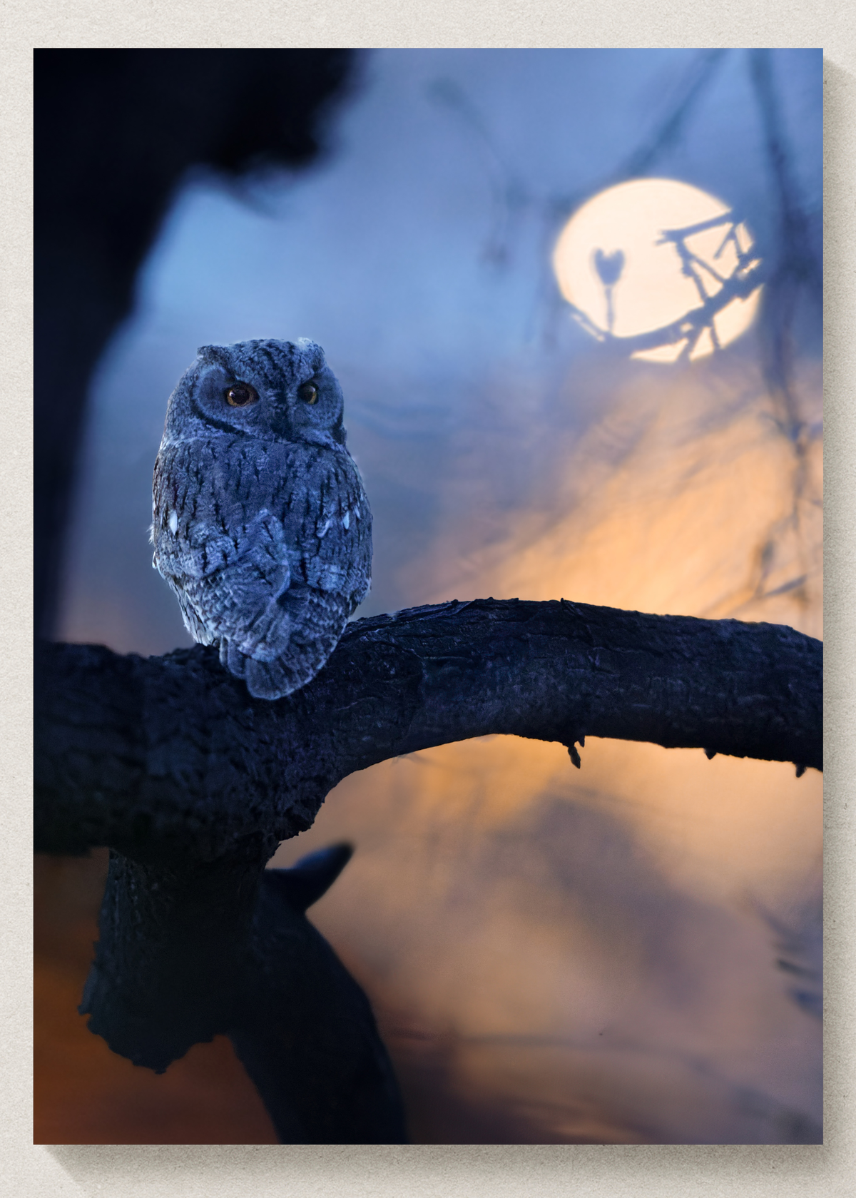 "Night Owl" Western Screech Owl Print