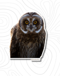Short Eared Owl Sticker