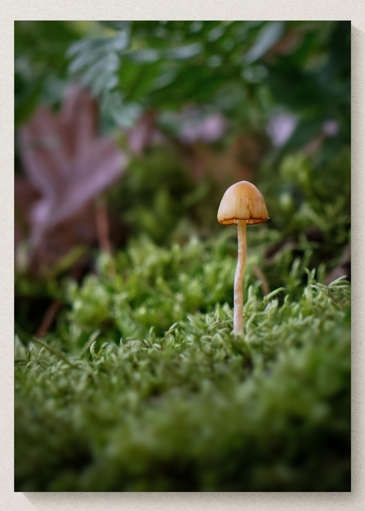 Mushroom Print