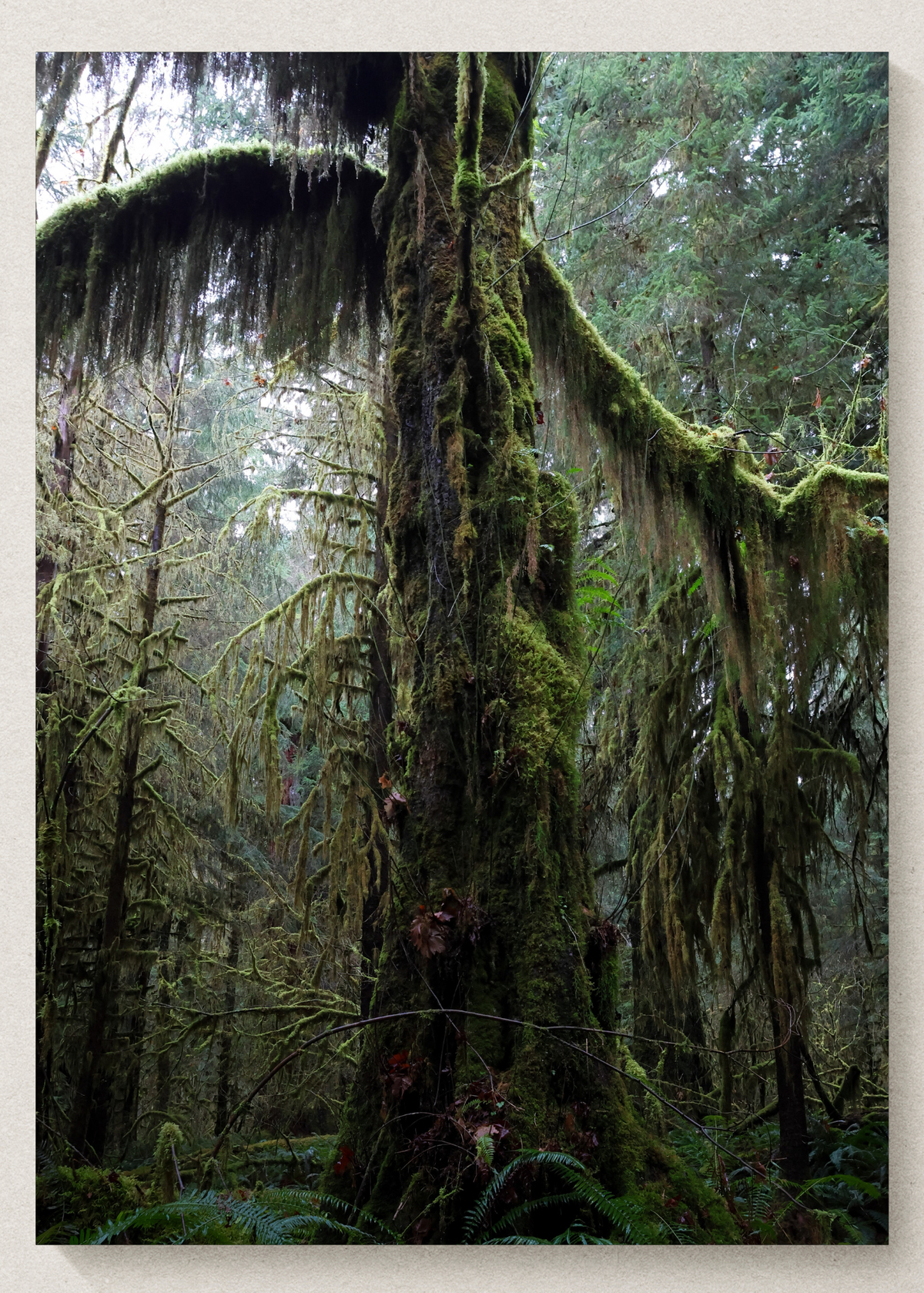 Dancing Tree Print