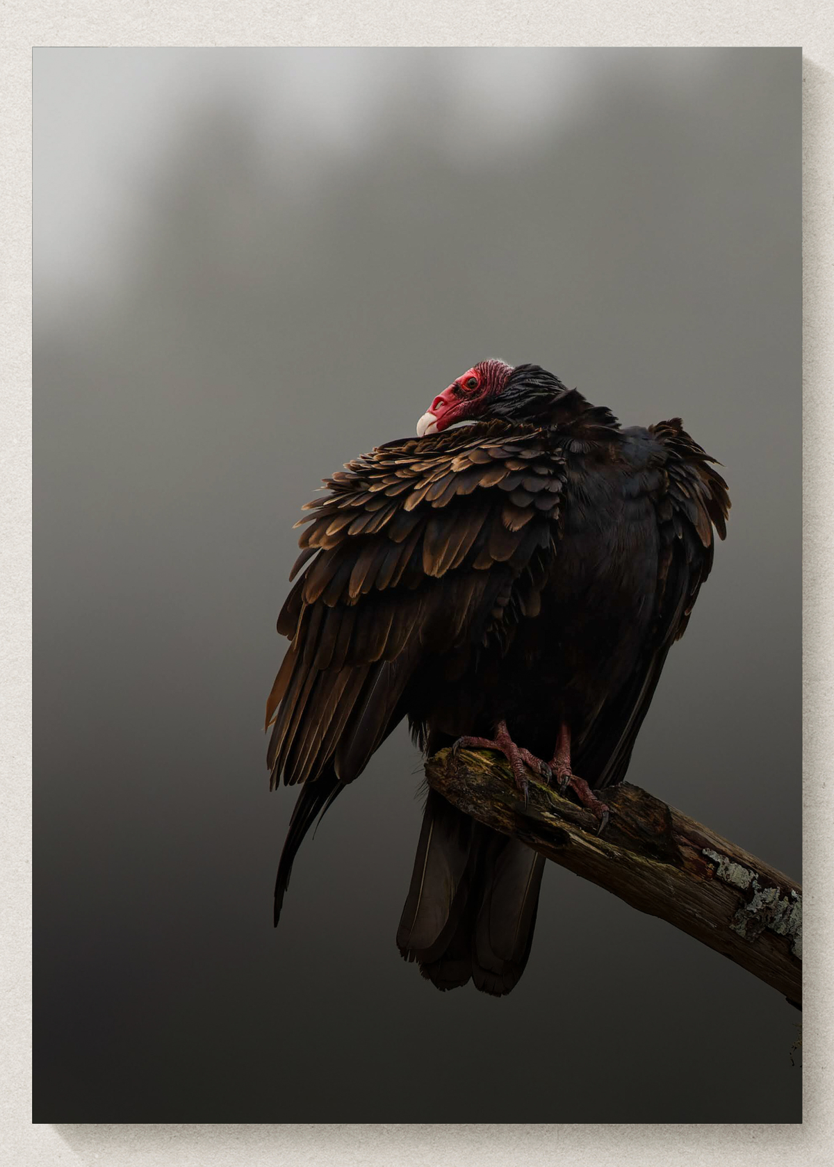 Turkey Vulture Print