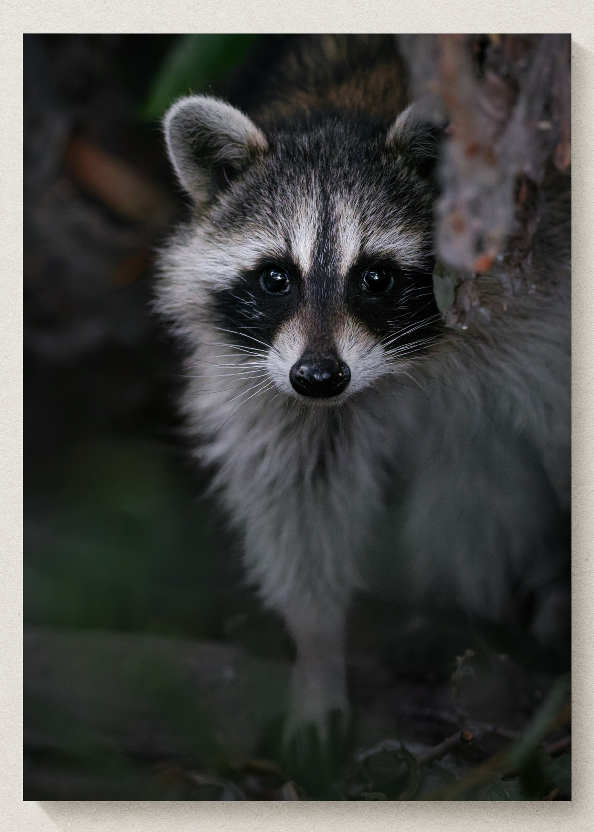 Peeking Raccoon Print