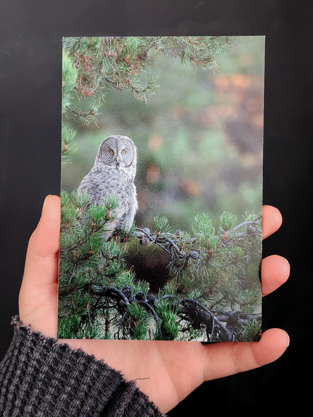Great Gray Owl Postcard