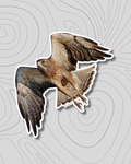 Swainsons Hawk Sticker