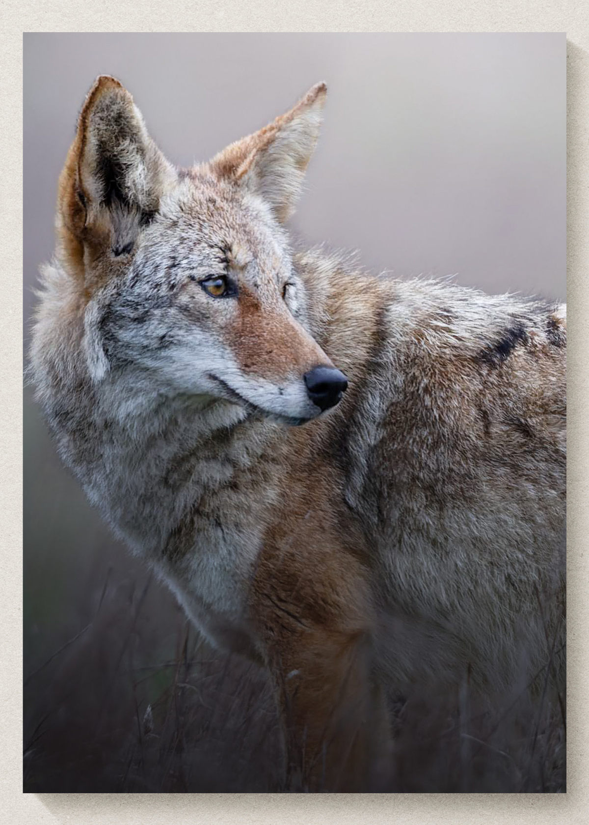 Coyote Portrait Print