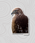 Red Tailed Hawk Sticker