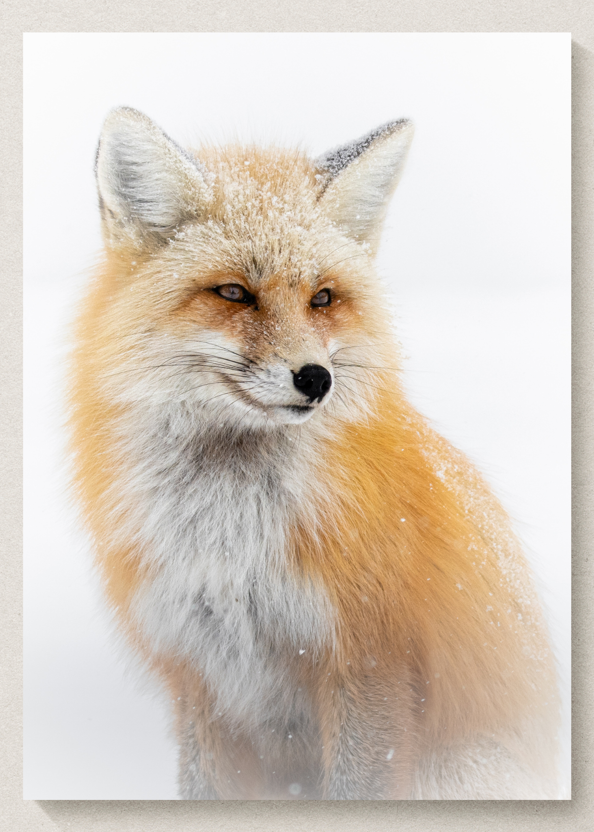 Fox Portrait Print