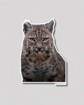 Bobcat Blep Sticker