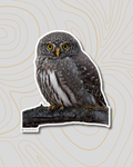 Northern Pygmy Owl Sticker