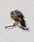 Peregrine Falcon Sticker