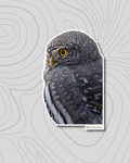 Northern Pygmy Owl Portrait Sticker