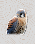 American Kestrel Sticker