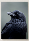 Fluffy Raven Print