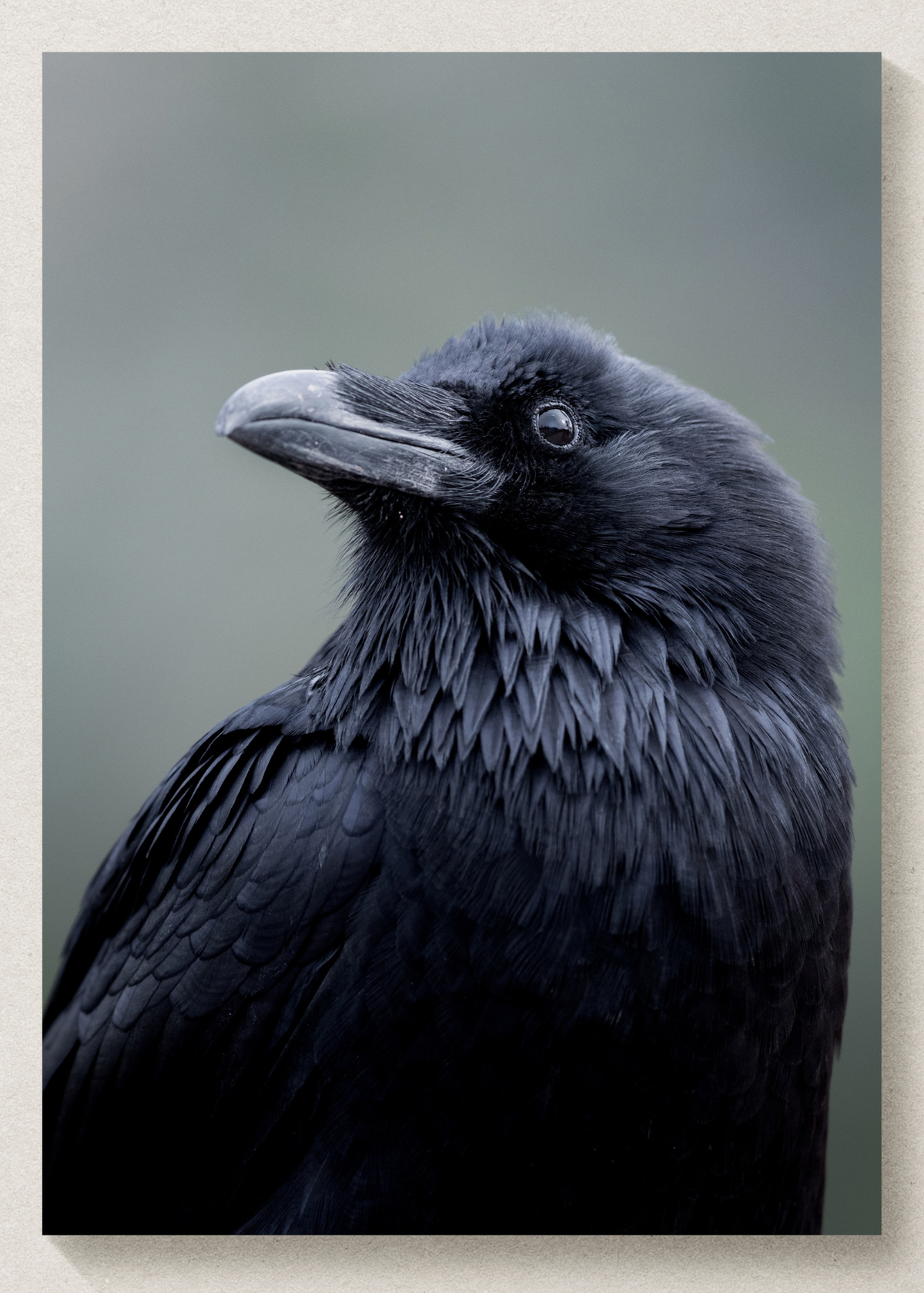 Fluffy Raven Print