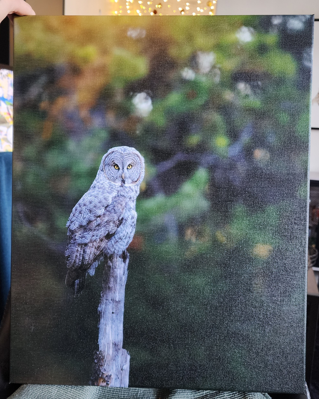Great Gray Owl 16x20 Canvas Print