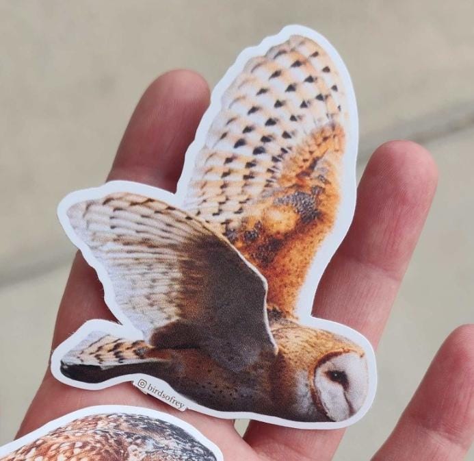 Barn Owl In Flight Sticker