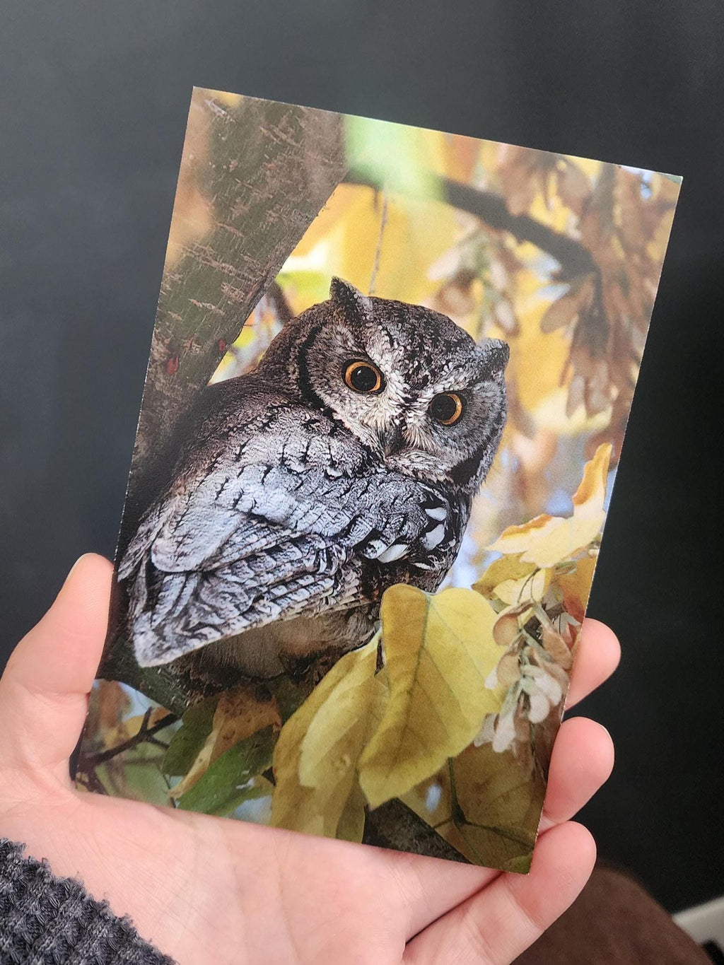 Western Screech Owl Postcard
