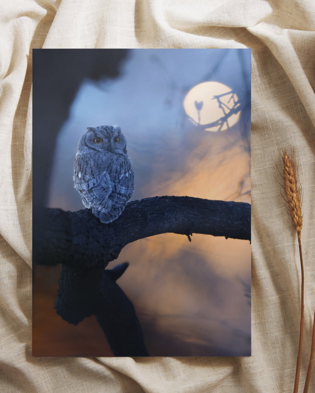 "Night Owl" Western Screech Owl Fine Art Print