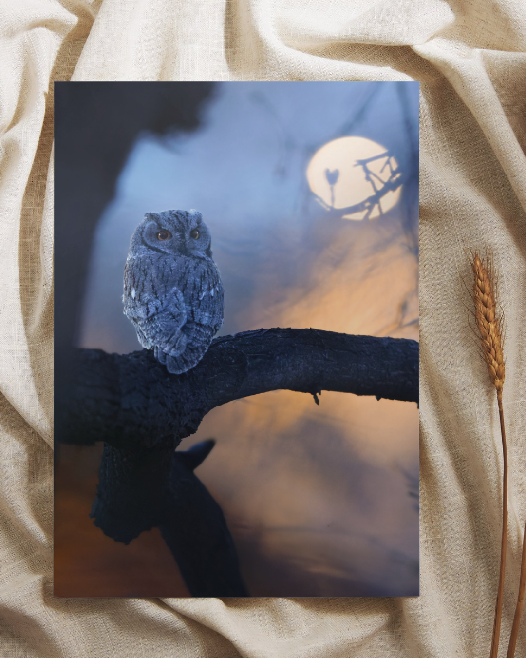 "Night Owl" Western Screech Owl Fine Art Print