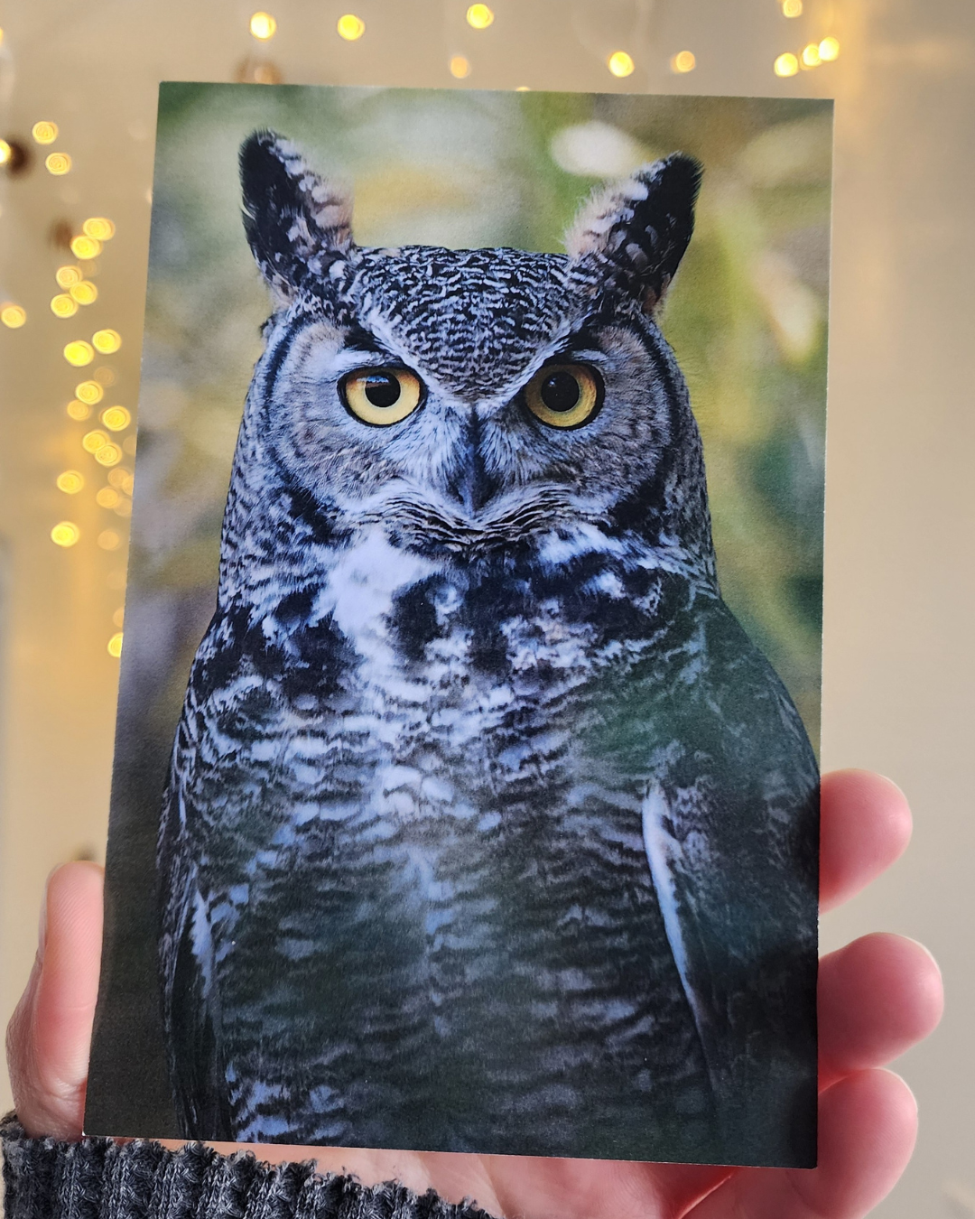 Great Horned Owl Postcard