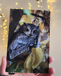 Western Screech Owl Postcard