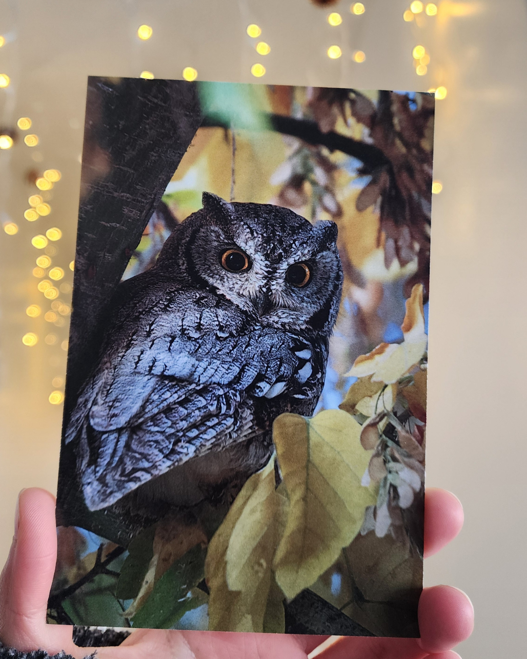 Western Screech Owl Postcard