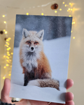 Snowy Fox Postcard