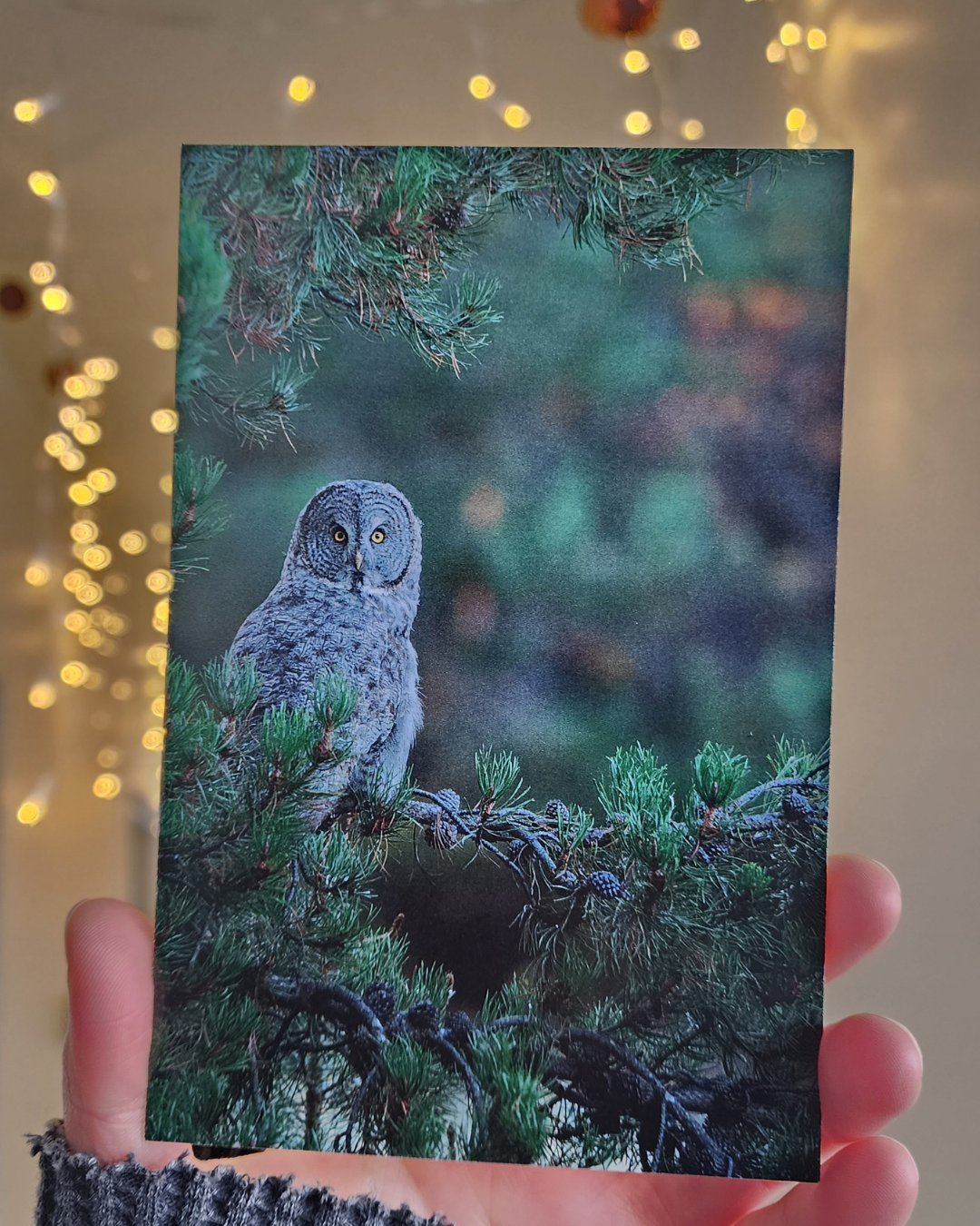 Great Gray Owl Postcard