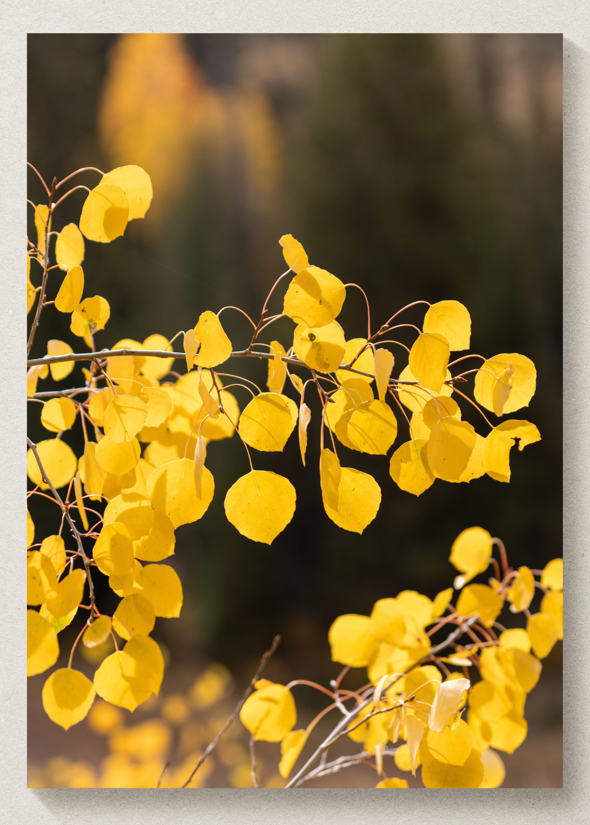 Yellow Aspen Print