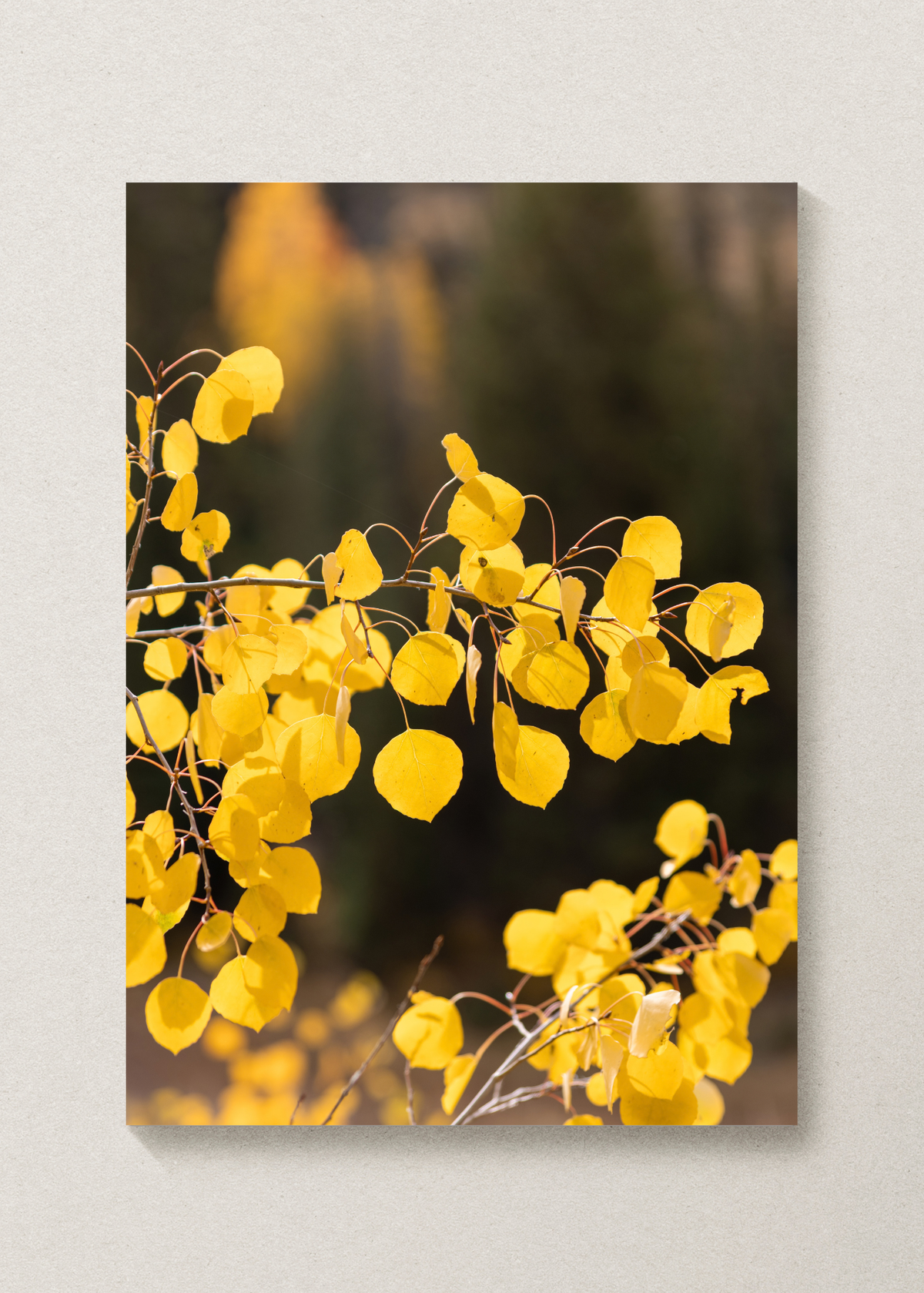 Yellow Aspen Print