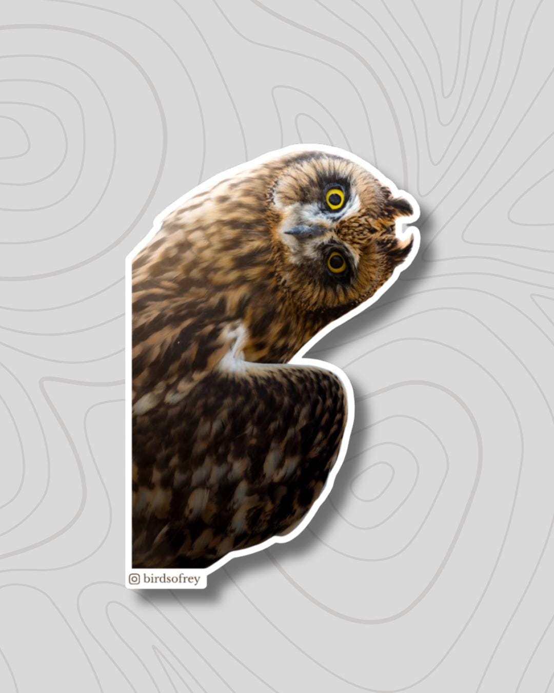 Short-Eared Owl Sticker