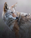 Coyote Portrait Fine Art Print