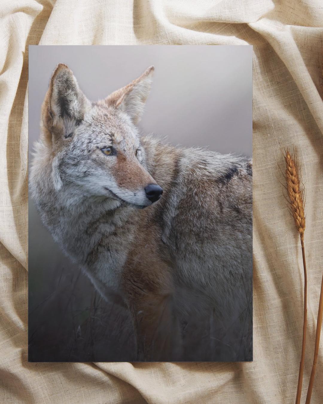 Coyote Portrait Fine Art Print