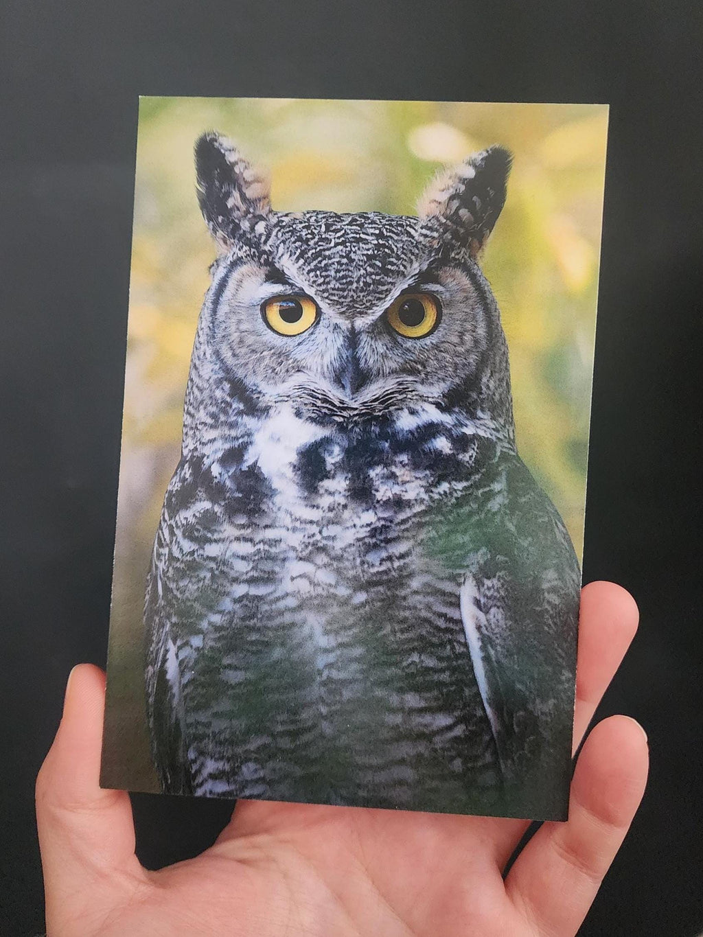 Great Horned Owl Postcard