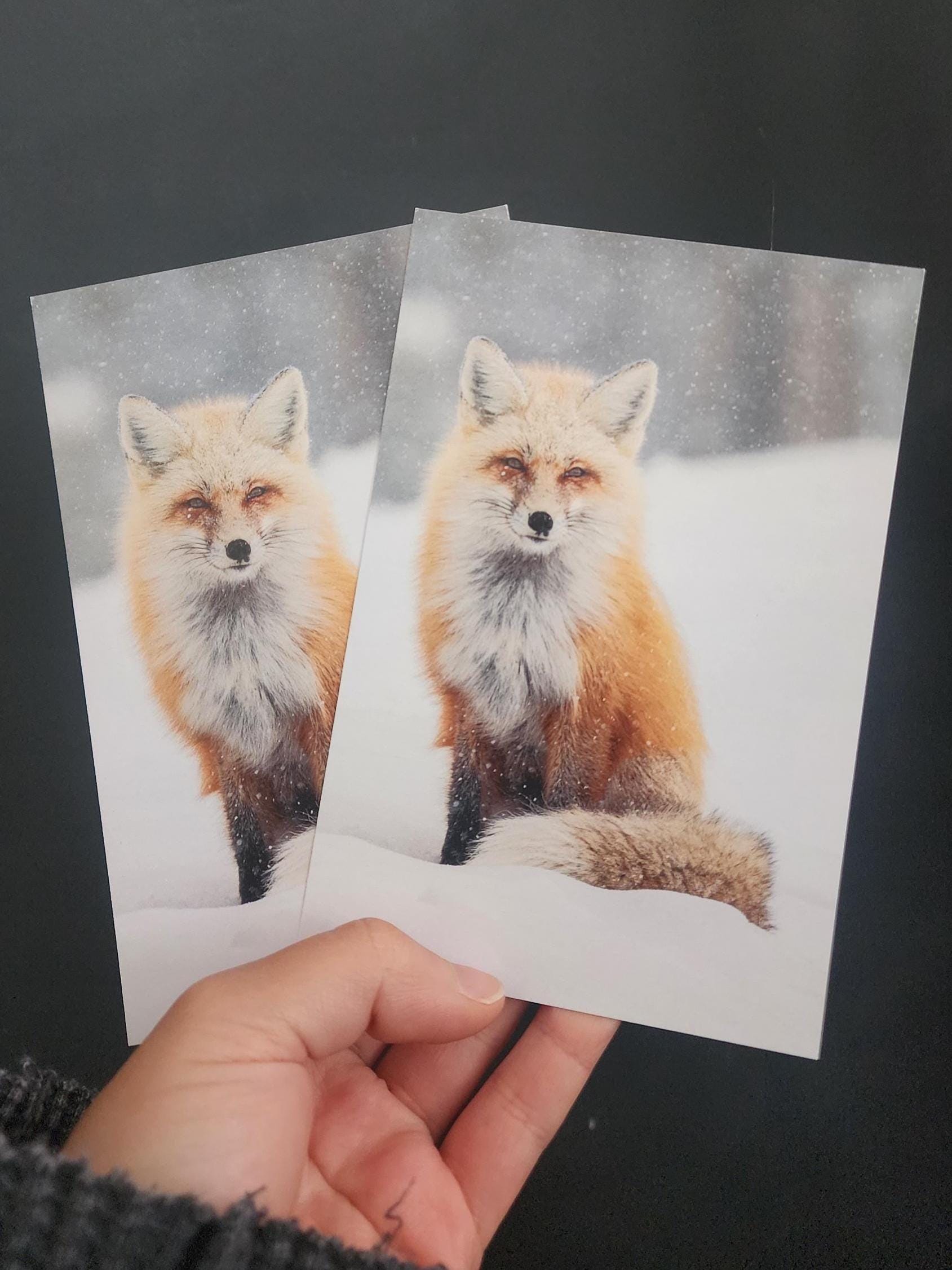Snowy Fox Postcard
