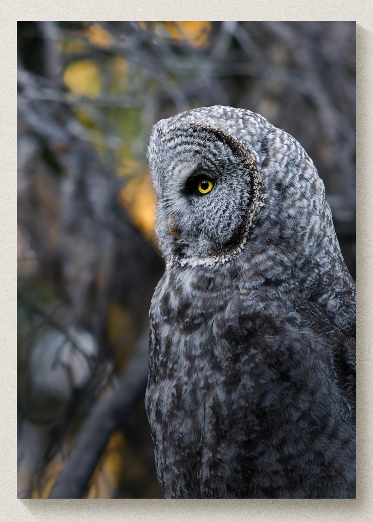 Gloomy Great Gray Owl Print