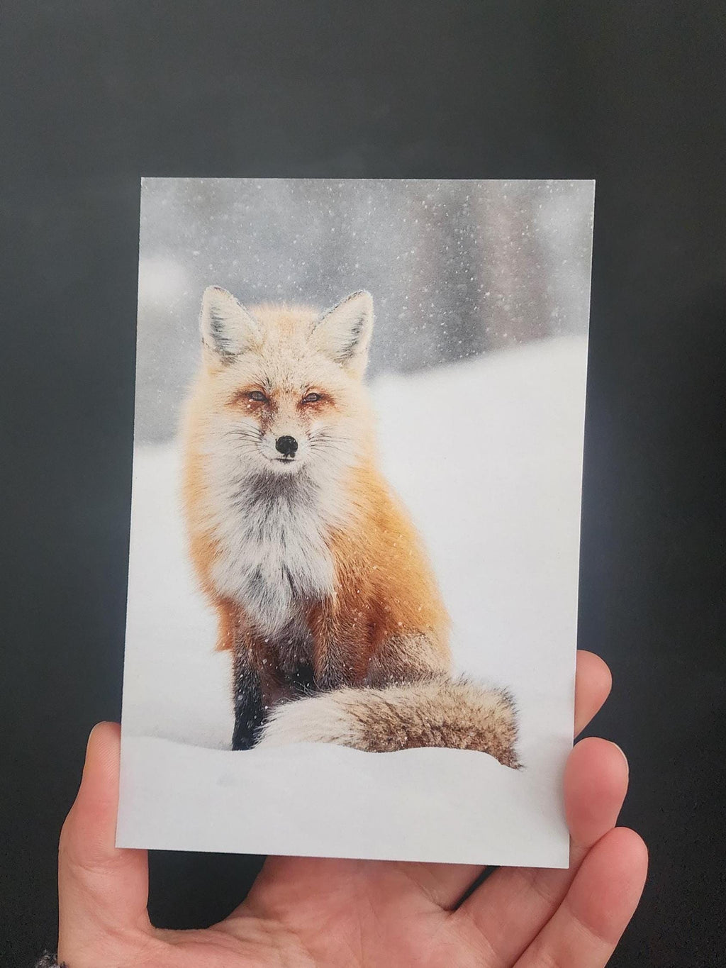 Snowy Fox Postcard