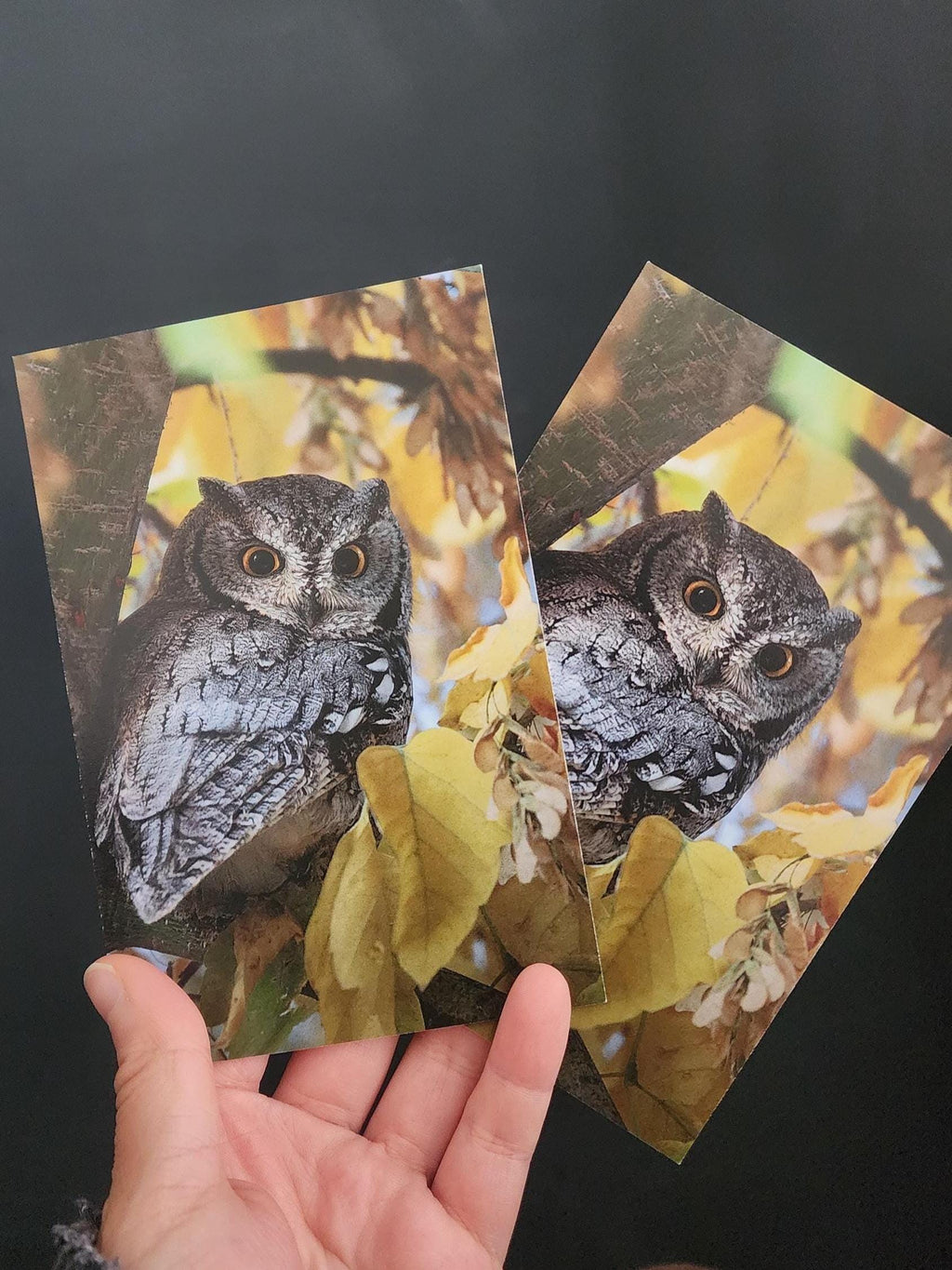 Western Screech Owl Postcard