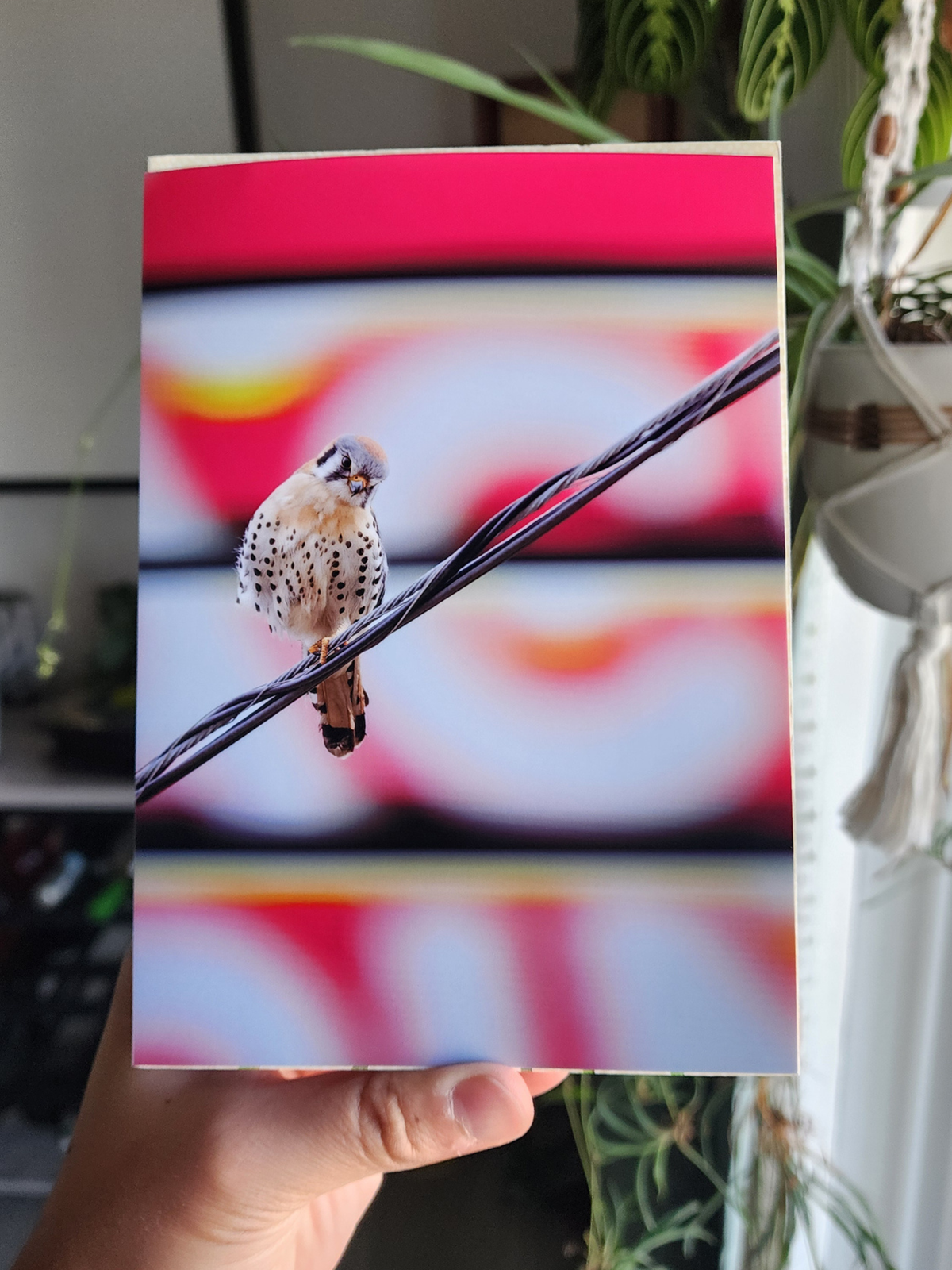 American Kestrel Billboard Print