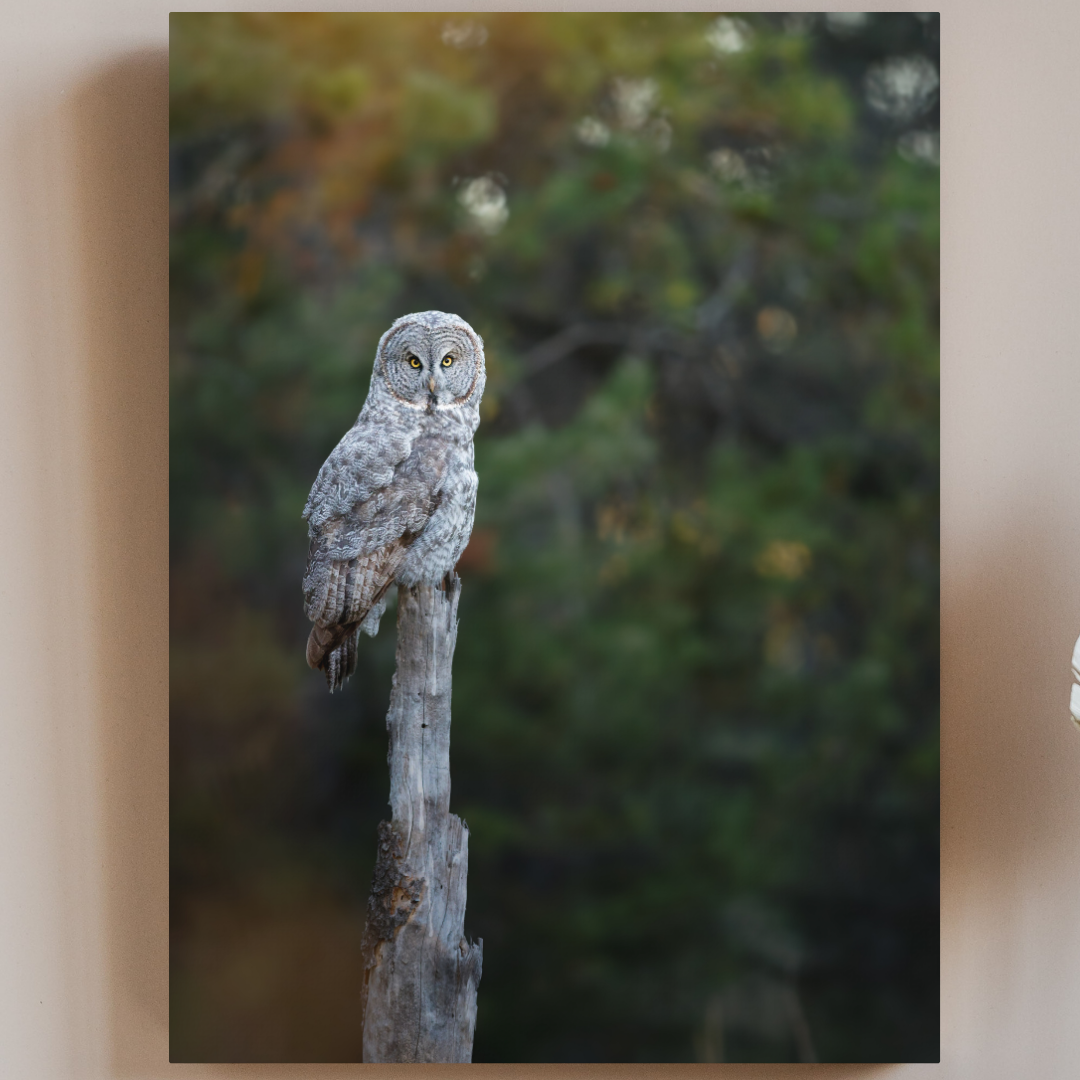 Great Gray Owl 16x20 Canvas Print