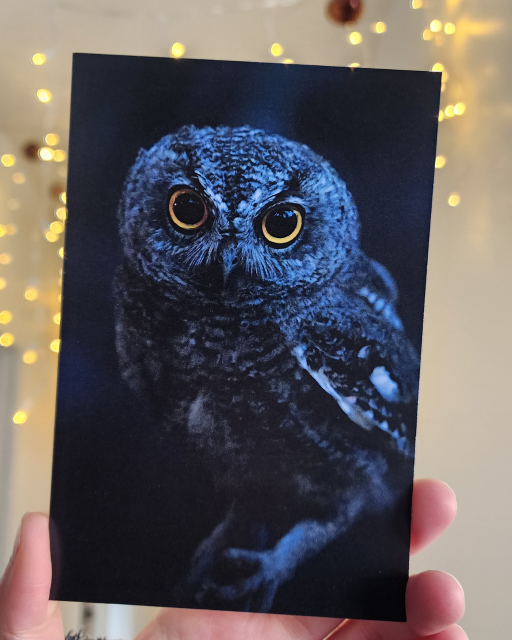 Juvenile Western Screech Owl Postcard