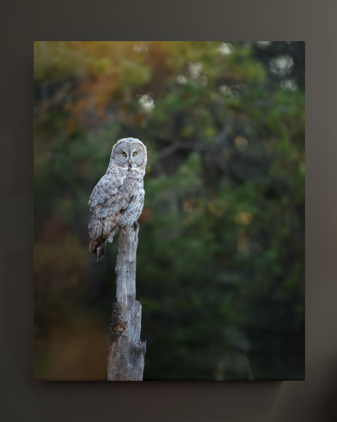 Great Gray Owl 16x20 Canvas Print