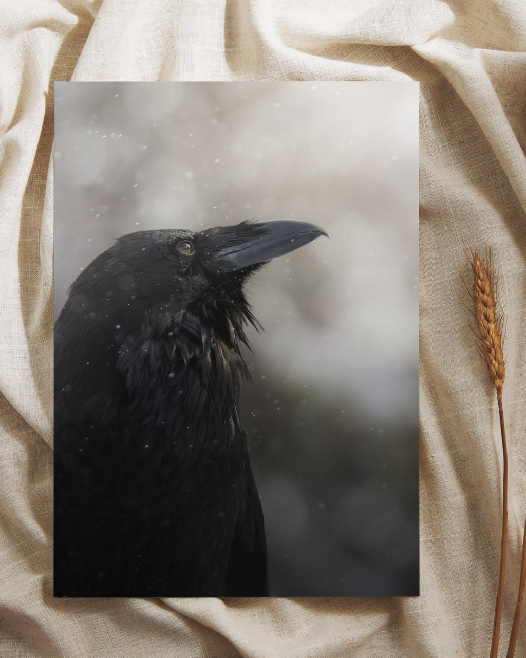 Wild Raven Fine Art Print