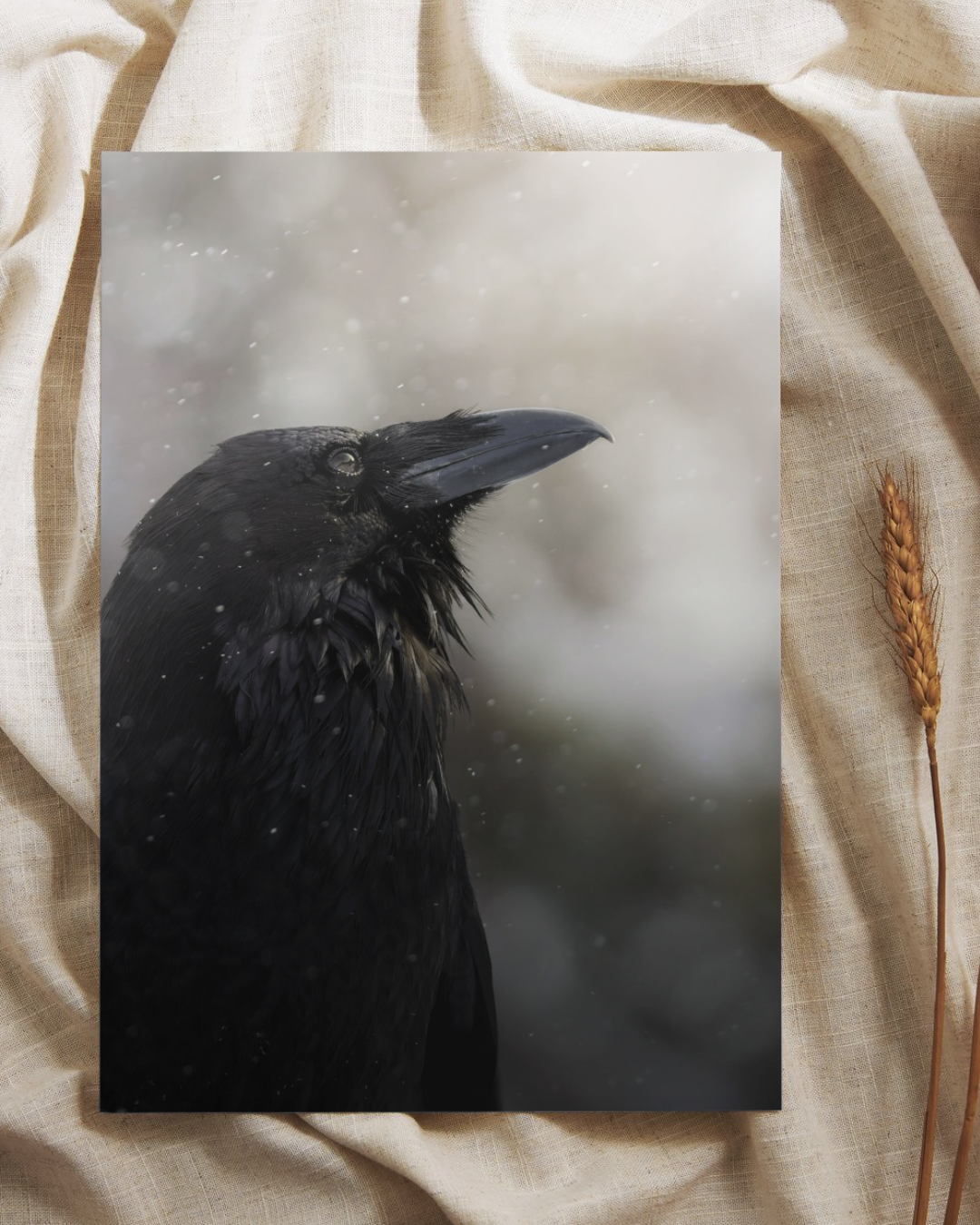 Wild Raven Fine Art Print
